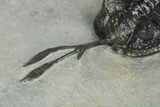 Spiny Walliserops Trilobite - Healed Injury To Fork #203006-7